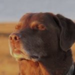 Dog eyes closed