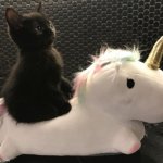 Kittys Noble Steed meme