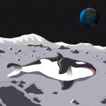 Dead Orca