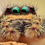 spider