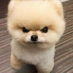 Angry Pom Pom