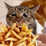 Cat fries