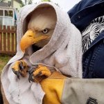 Unhappy eagle