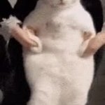 Dancing cat GIF Template