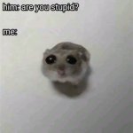 sad hamster