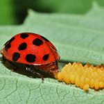 ladybug laying eggs