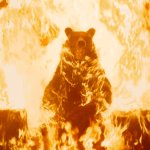 The Bear