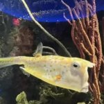 Longhorn cowfish