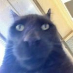 Creepy cat