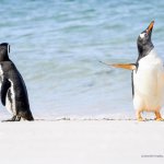 Penguin points at Penguin