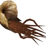 Pleuroceras (FMM UV-32)