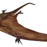 Scaphognathus (FMM UV-32)
