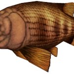 Semionotus (FMM UV-32)