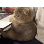 _m4 apr oct w2 - 15 - Scottish Fold cat