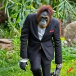 surrender monkey