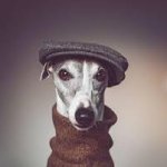 whippet flat cap
