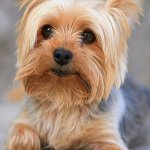 doggo