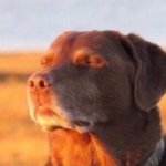 Dog in sun