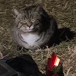 Smug cat