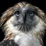 Indeed Eagle