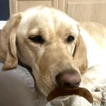 Lab Disguise