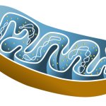 mitochondria