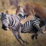 Animaleatinganother