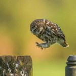 jumping owl