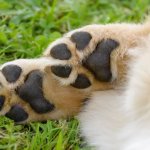 Paws billionaire ??