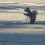 squirrel meme