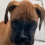 sad dog