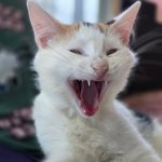 fierce kitten