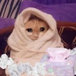 Sick cat