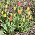 spring tulips