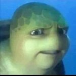 Turtle