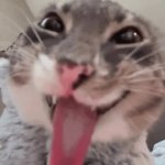 Freaky Cat GIF Template