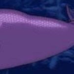 mermaid tail close up