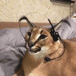 gaming floppa (you have uno)