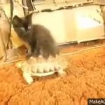 cat turtle GIF Template