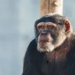 wise monkey