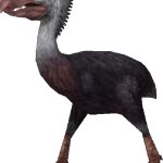 Phorusrhacos (FMM UV-32)