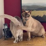 Cat covers cat's ass