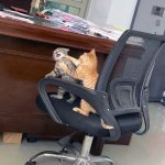 cats fighting on chair