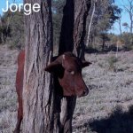 Jorge