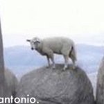 antonio