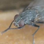 Fly GIF Template