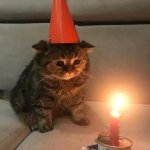 :] | image tagged in cat birthday,cat,birthday,cute cat | made w/ Imgflip meme maker
