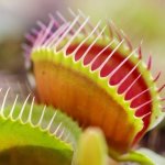 Venus Fly Trap