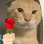 lovely cat from china