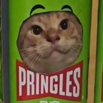 cat chip